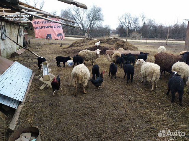 Овцы Ярки на завод на мясо купить на Зозу.ру - фотография № 8