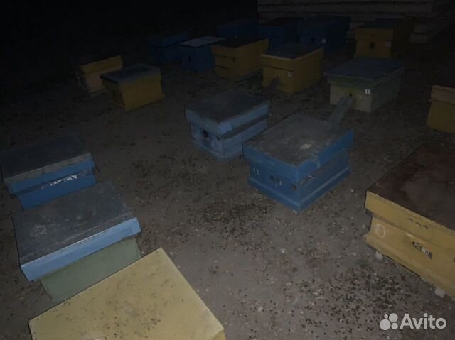 Пчёлы руд (семья) на продажу купить на Зозу.ру - фотография № 4