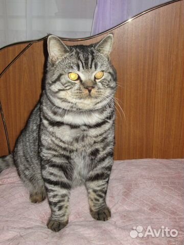 Кот на вязку купить на Зозу.ру - фотография № 2