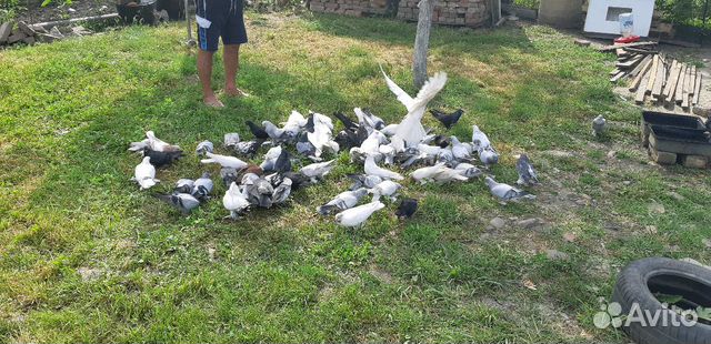 Продаю голубей Вся Азия оптом в связи с переездом купить на Зозу.ру - фотография № 4