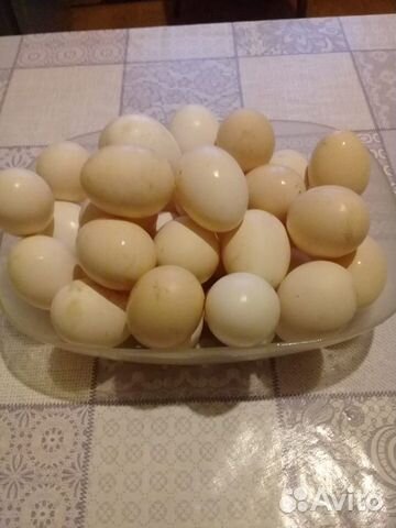 Инкубационное яйцо кур купить на Зозу.ру - фотография № 2
