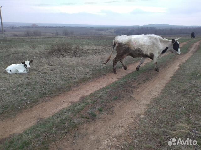 Продаются коровы, телята, звонить по номеру 8-928 купить на Зозу.ру - фотография № 3