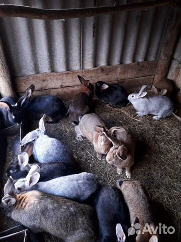 Кролики на племя купить на Зозу.ру - фотография № 6