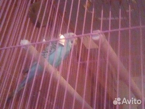 Продам девочку попугая, вместе с клеткой, поилкой купить на Зозу.ру - фотография № 3