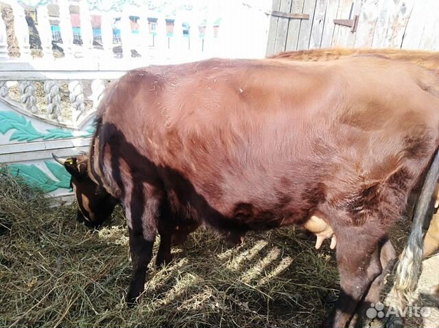 Дойная корова с теленком купить на Зозу.ру - фотография № 3