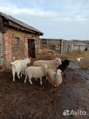 Доинная коза и овечки купить на Зозу.ру - фотография № 2