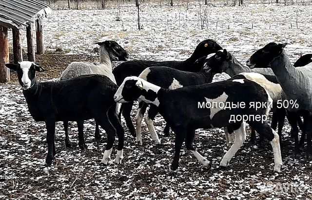 Овцы ягнята купить на Зозу.ру - фотография № 5