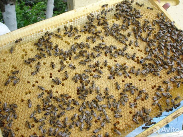 Пчелы,пчелопакеты 2020 купить на Зозу.ру - фотография № 1