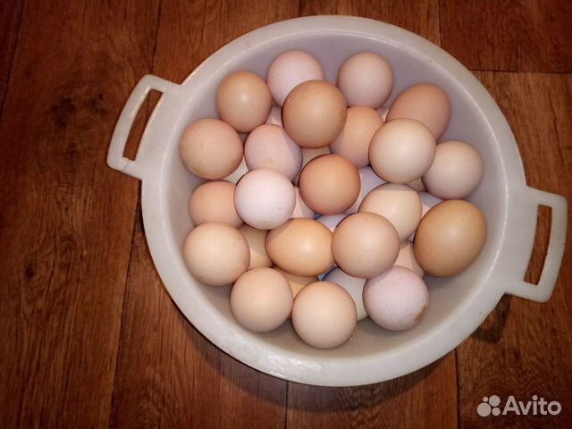Купить инкубационное яйцо в свердловской области. Инкубационное яйцо Батайск купить.