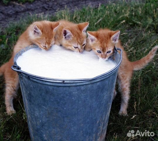 Молоко на корм животным купить на Зозу.ру - фотография № 2