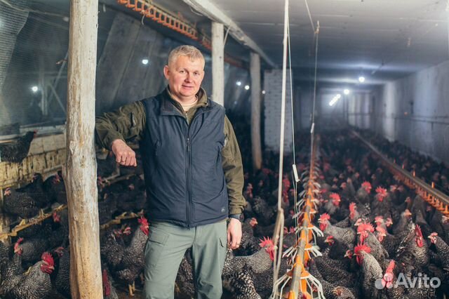 Продается курица возраст 8 мес купить на Зозу.ру - фотография № 3