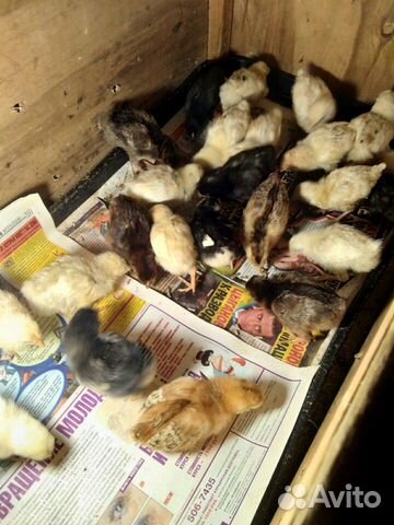 Продаются цыплят возраст 1.5 недели кушают всё вит купить на Зозу.ру - фотография № 4