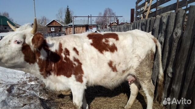 Корова (первотелка) с телочкой купить на Зозу.ру - фотография № 3