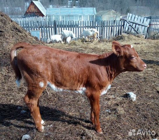 Айрширская корова купить на Зозу.ру - фотография № 6