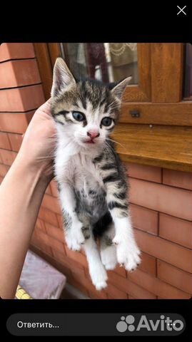 Кошка