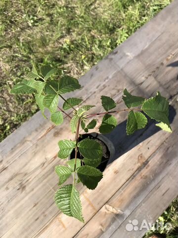 Черный орех саженцы (Juglans nigra L.) Черный орех саженцы (Juglans nigra L.)