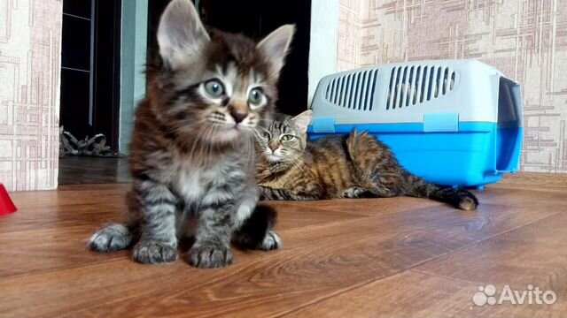 Котята Котята