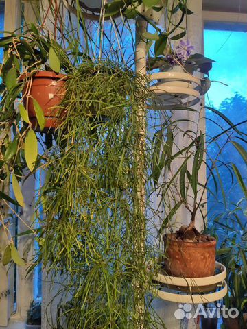 Хойя Ретуза