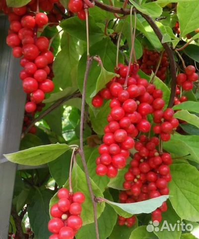 Лимонник лечебный китайский. зкс