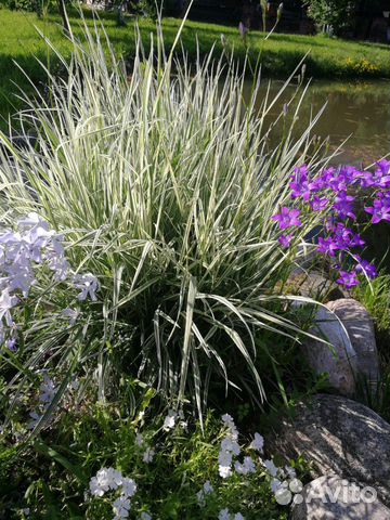 Цветы для альпийской горки