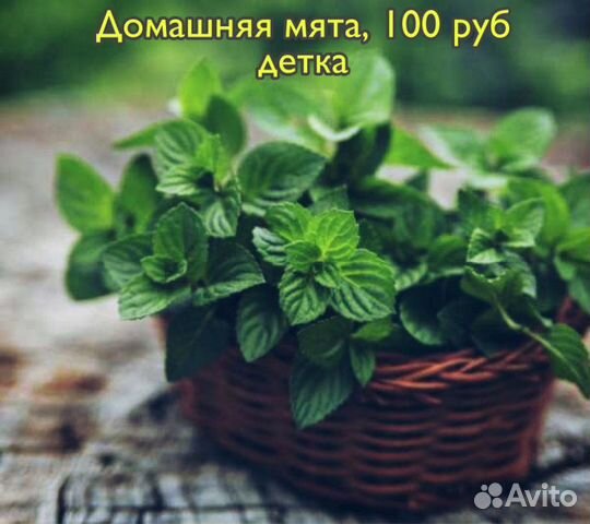 Цветы разные Цветы разные