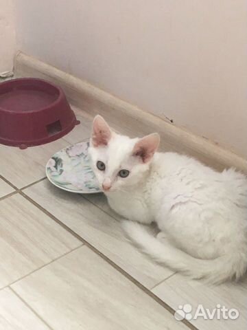 Котёнок ищет дом Котёнок ищет дом