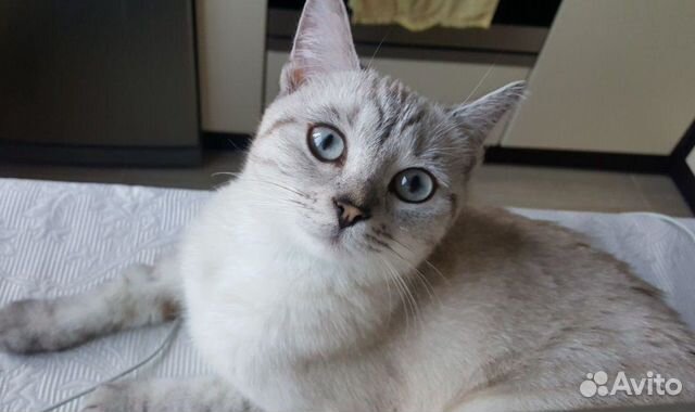 Отдаю в добрые руки кошечку породы бурмилла