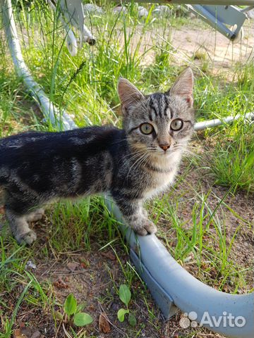 Котенок