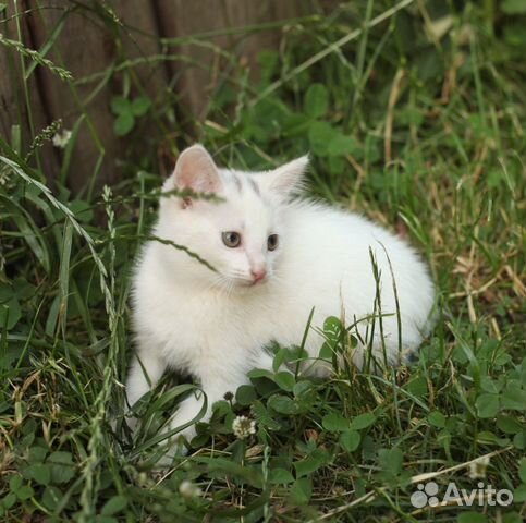 Котёнок-девочка Шурочка