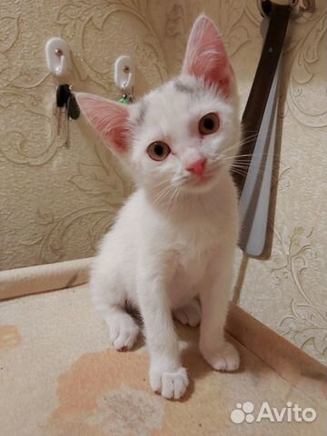 Отдам котенка в добрые руки