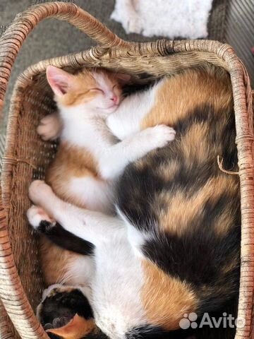 Котёнок рыжик Котёнок рыжик