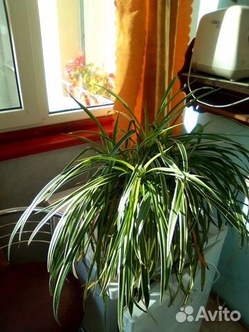 Комнатное растение купить на Зозу.ру - фотография № 6