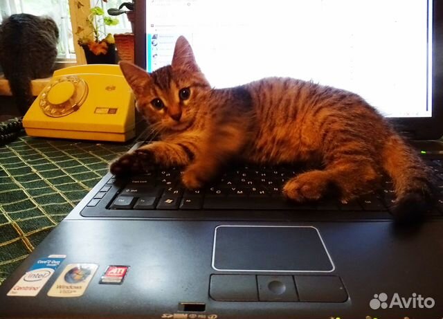 Серенький котенок ищет Вас Серенький котенок ищет Вас