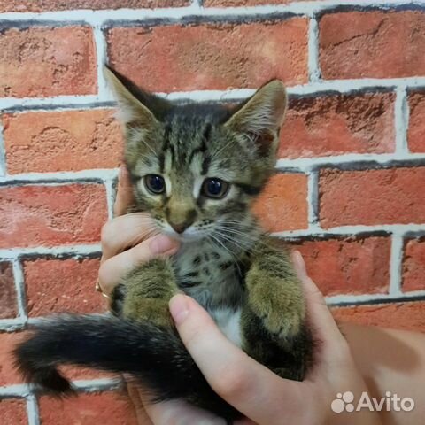Котенок девочка