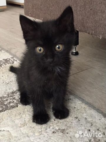 Котята в добрые руки Котята в добрые руки