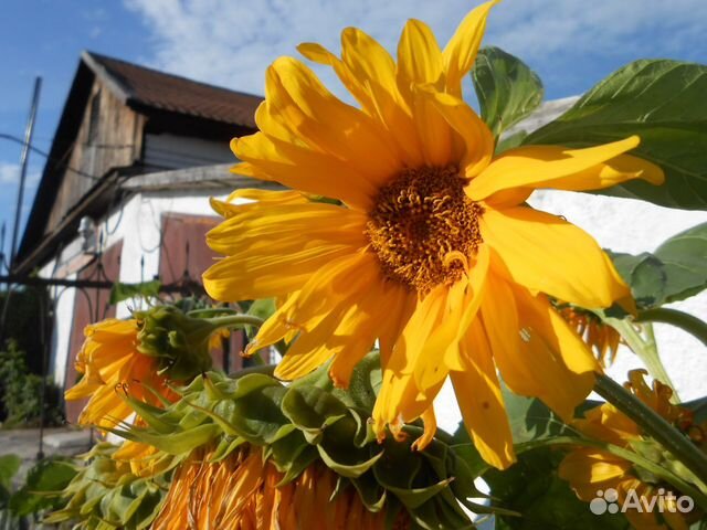 Помощники по домашнему хозяйству обоих полов,семью Помощники по домашнему хозяйству обоих полов,семью