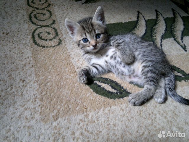 Котенок с голубыми глазами