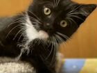 Котенок чёрный с белыми лапками объявление продам