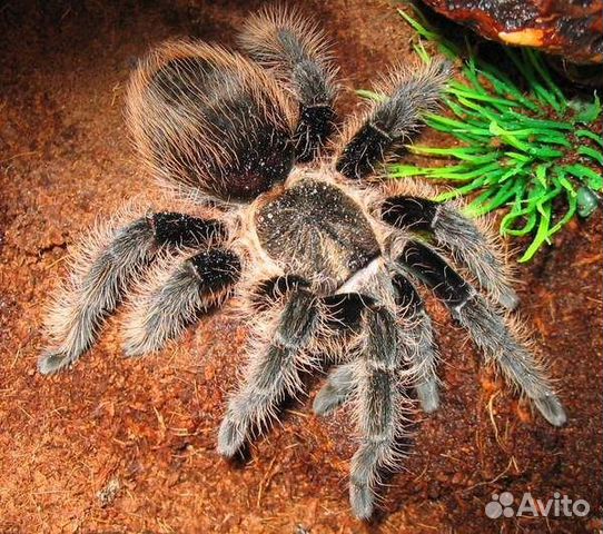 Паук птицеед Tliltocatl Albopilosus самка