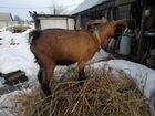Чешская коза объявление продам