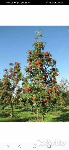 Саженцы Рябины