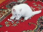 Турецкая Ангора- котенок