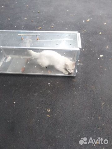 Аренда котоловки