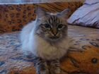Невская Маскарадная кошка