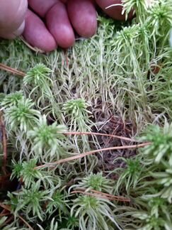 Мох сфагнум Заказы летом. Читать внимательно