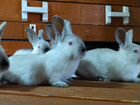 Кролики калифорнийской породы объявление продам