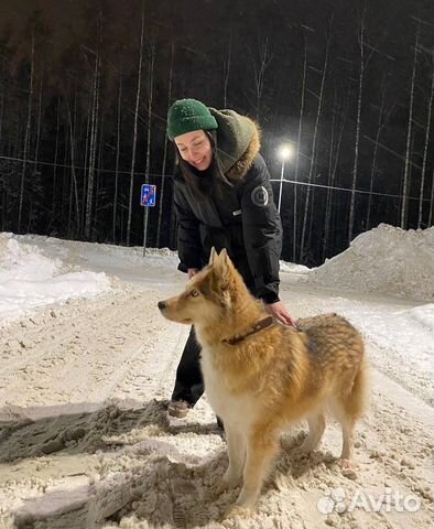 Догситтер,передержка, помощь оформлении документов