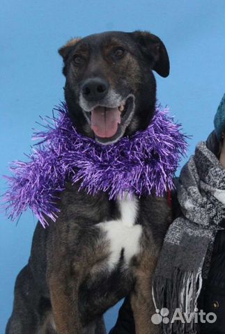 Заберите собаку из приюта домой