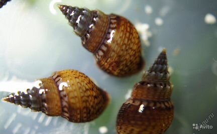 Улитки катушки и мелании