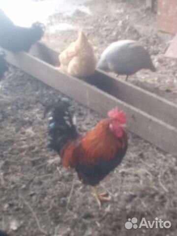 Молодые петушки